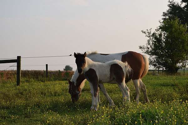 halter-miniature-horse