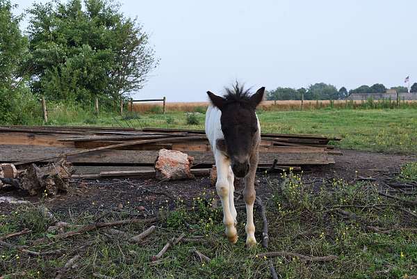 kid-safe-miniature-horse