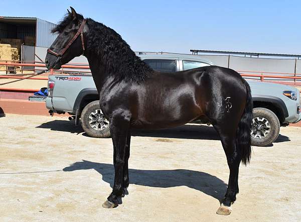 dressage-flashy-andalusian-horse