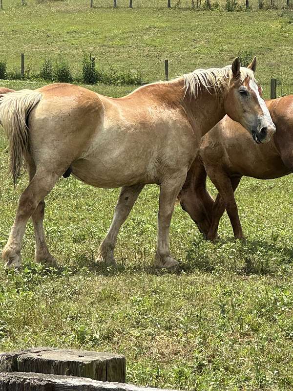 driving-draft-horse