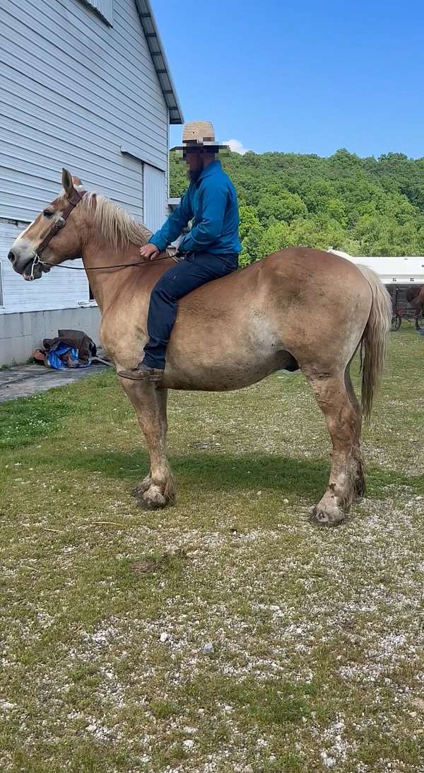 beautiful-gelding-draft-horse