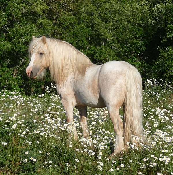 Blue Roan Gypsy Filly - ﻿Top Quality and Top Bloodlines