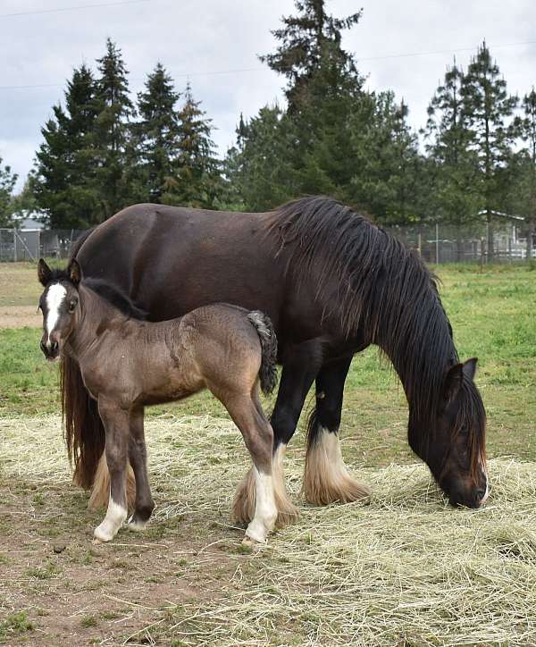 filly-gypsy-vanner-horse
