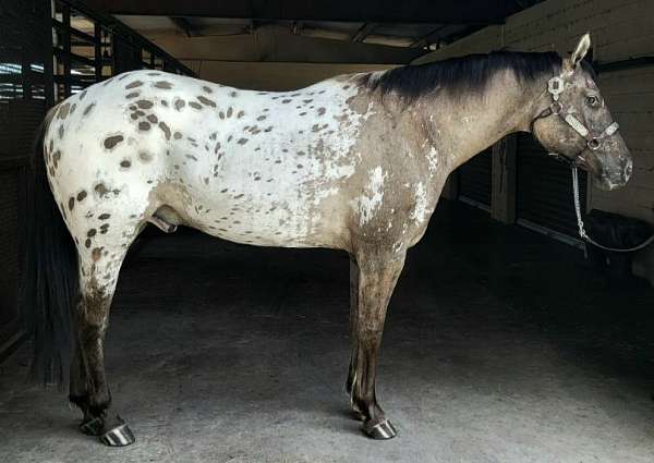 leopard-horse