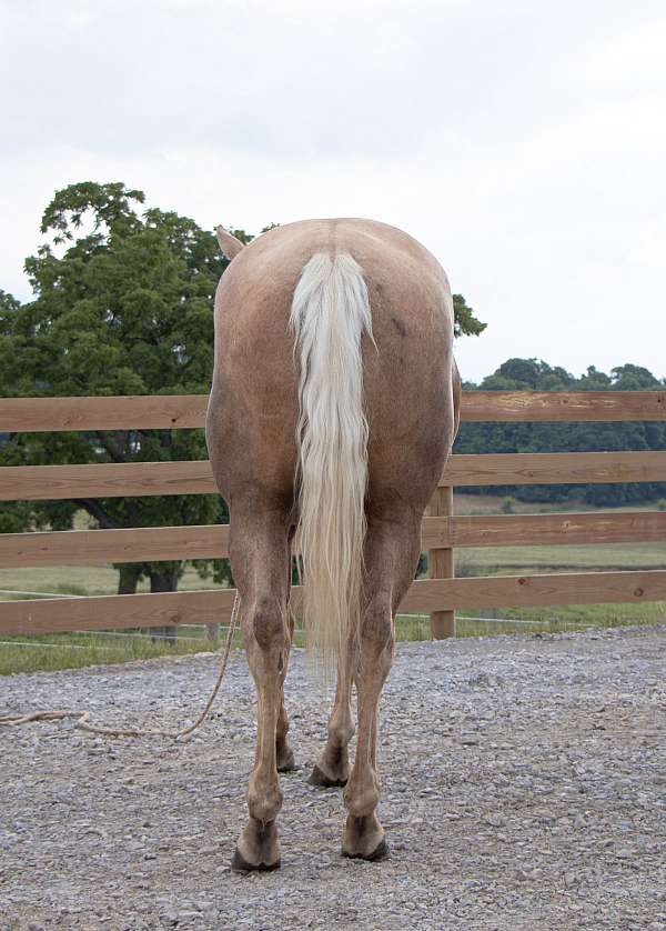 backs-quarter-horse