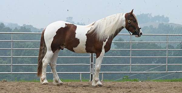 sorrel-overo-friesian-horse