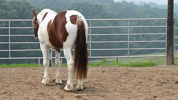 classical-friesian-horse