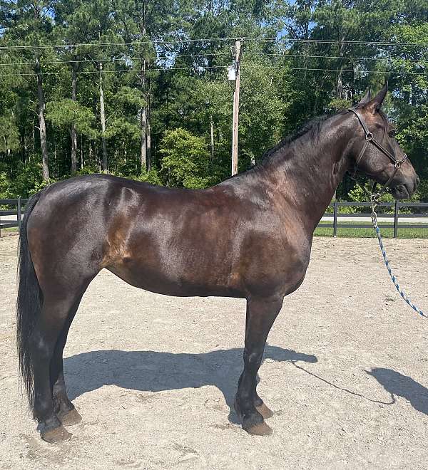 bay-friesian-mare