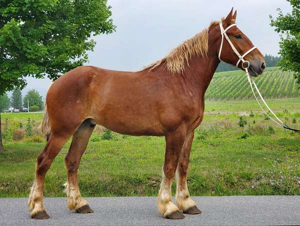 prospect-belgian-horse