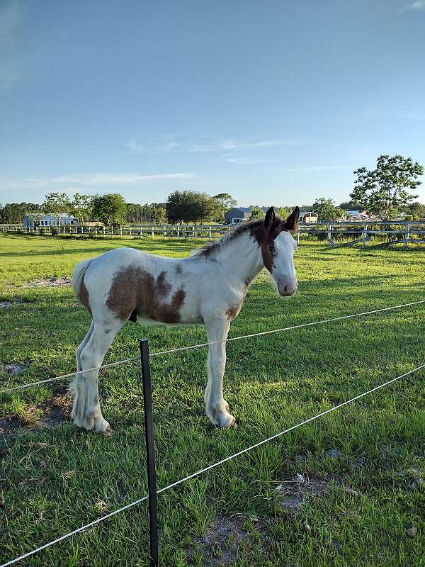 bay-tobiano-clydesdale-drum-colt