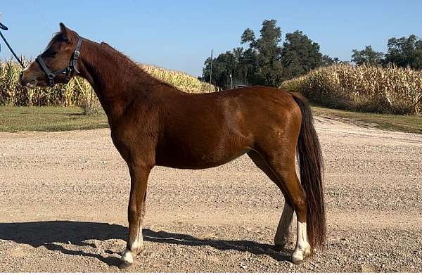 bay-amhr-aspc-yearling