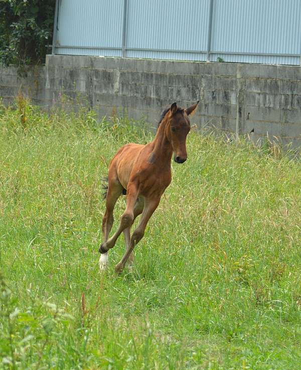 foal-belgian-warmblood-horse