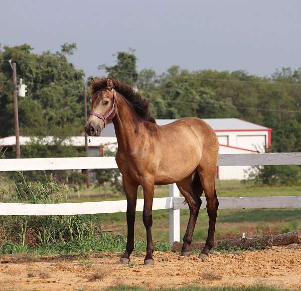 bridled-passion-farm-gelding