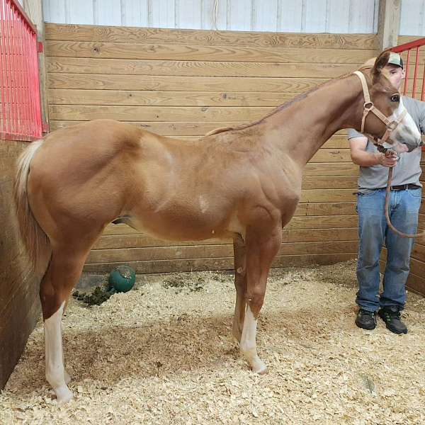 sorrel-overo-color-horse