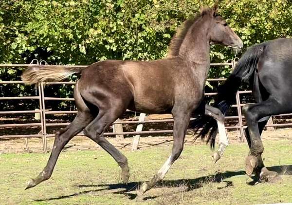 chrome-horse