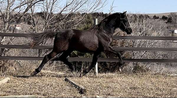 bronze-dutch-warmblood-horse