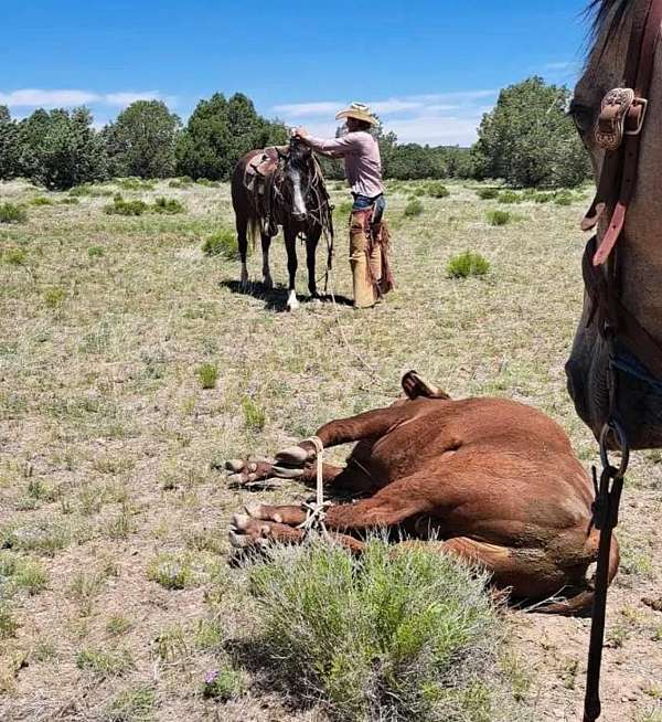 ranch-working-gelding