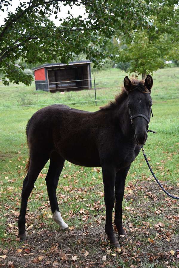 chocolate-rocky-mountain-filly
