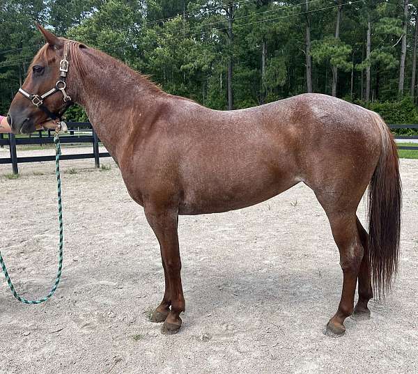 red-roan-quarter-horse-mare