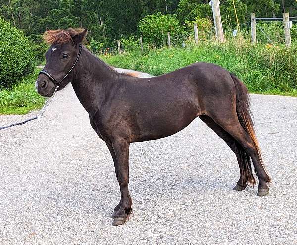 black-pinto-mare-stallion-for-sale