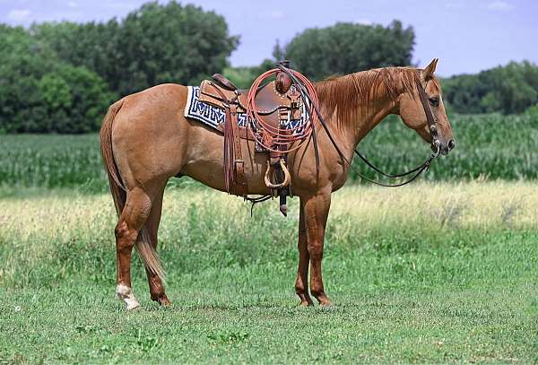 western-riding-quarter-horse
