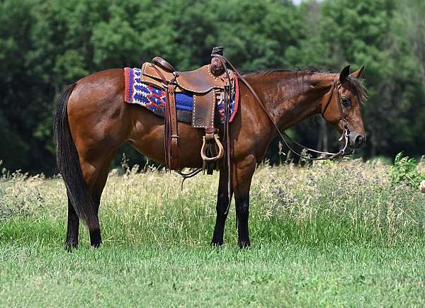 western-dressage-quarter-horse