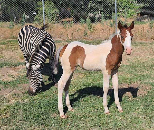 paint-tri-color-horse