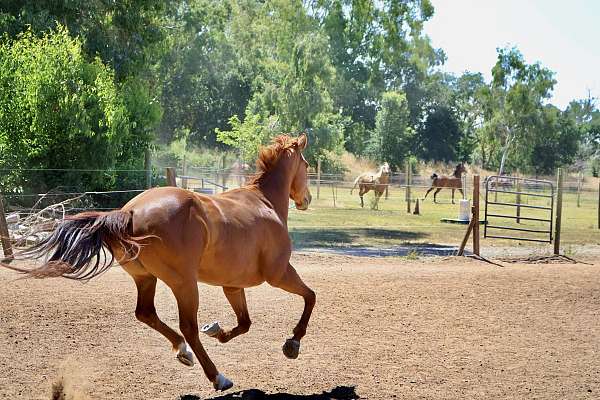 beginner-rider-appendix-horse