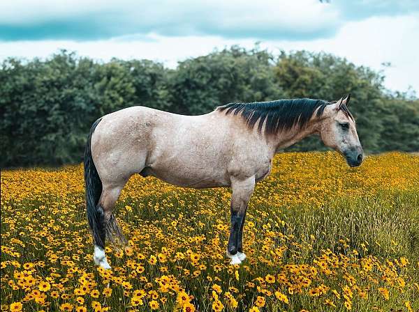 montana-quarter-pony