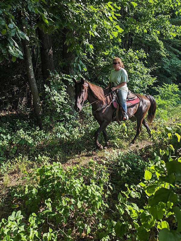 gaited-horse