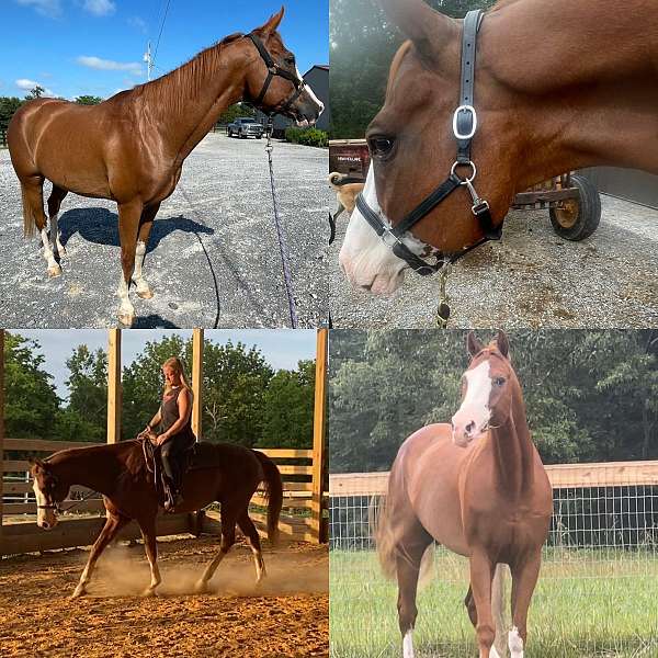 splash-markings-4-stockings-sabino-all-on-sides-horse