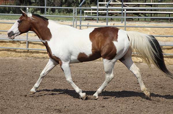 tobiano-paint-mare