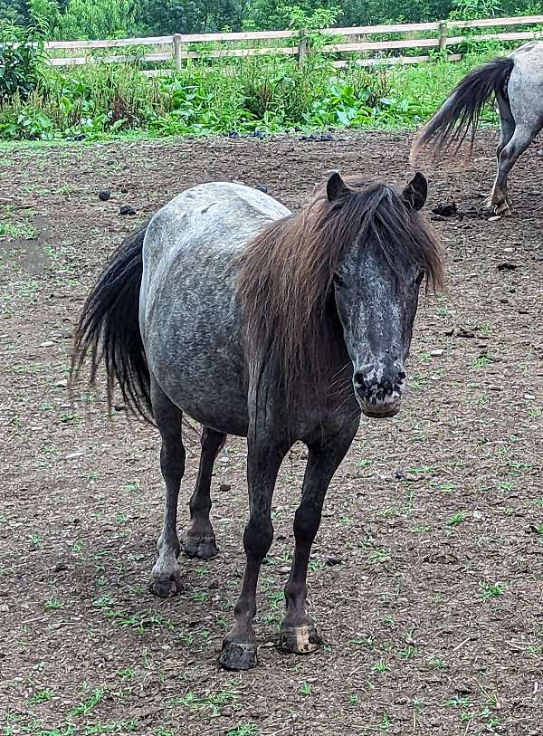 black-amhr-mare-stallion
