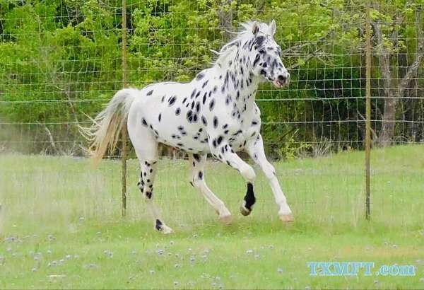 leopard-appaloosa-for-sale-horse