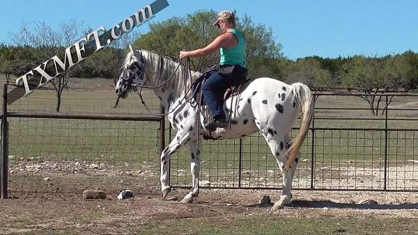 bloodlines-are-appaloosa-horse