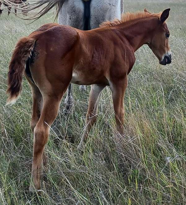 reining-filly-foal
