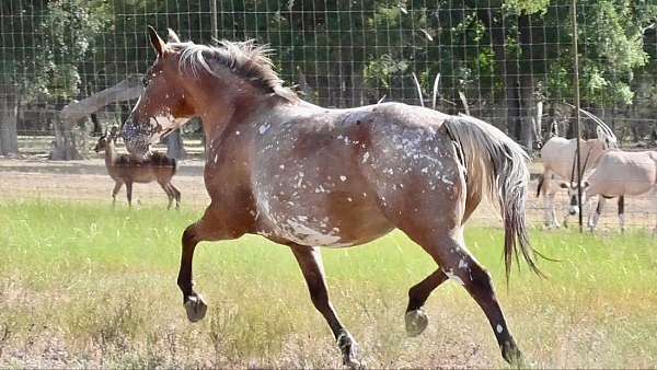 tennessee-walker-for-sale-in-texas-walking-horse
