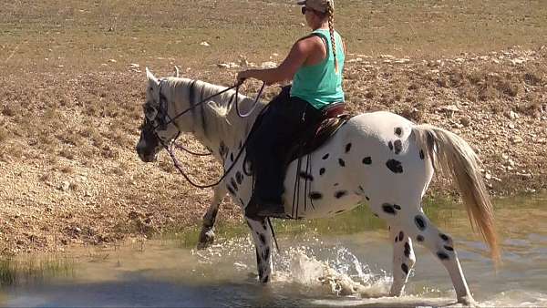 gaited-appaloosa-for-sale-horse