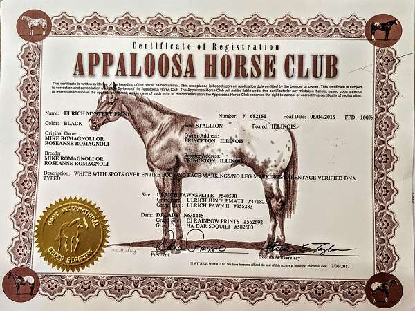 bay-fewspot-appaloosa-horse