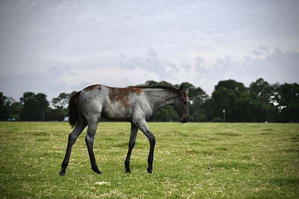 homozygous-black-roan-horse