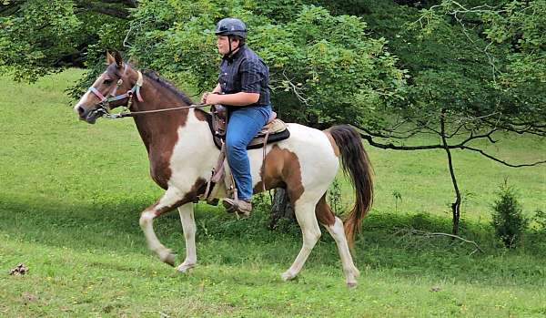 kentucky-mountain-paint-horse