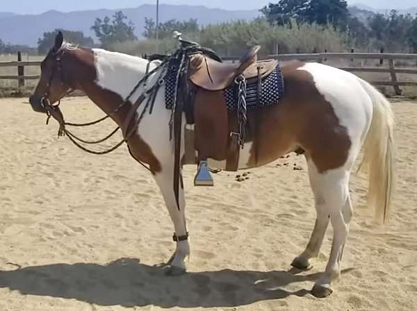 sorrel--white-horse