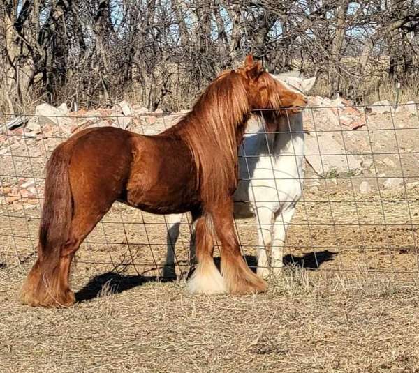 pony-stallion