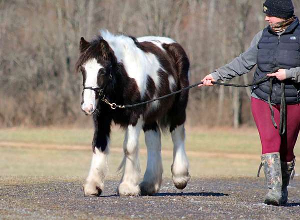 tobiano-horse