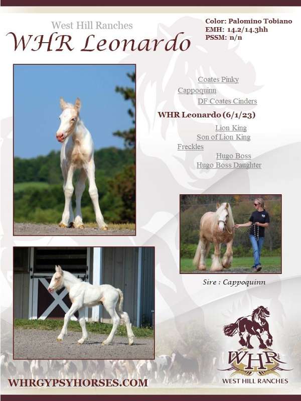 palomino-tobiano-horse-for-sale
