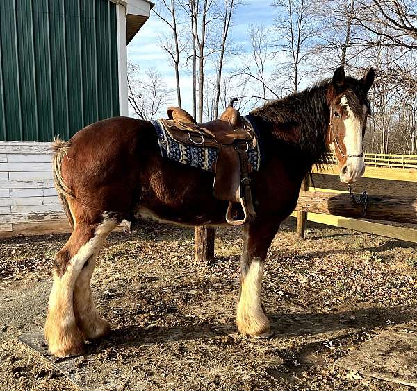 white-body-markings-horse