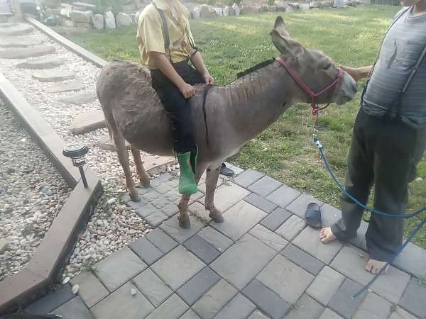 broke-to-ride-donkey