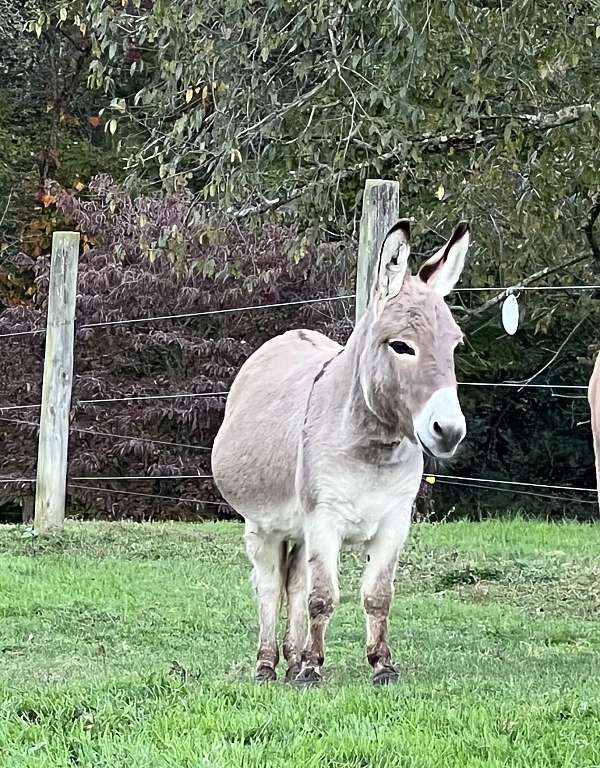 grey-dun-donkey