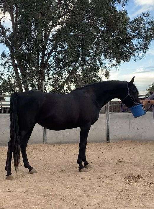 black-arabian-mare