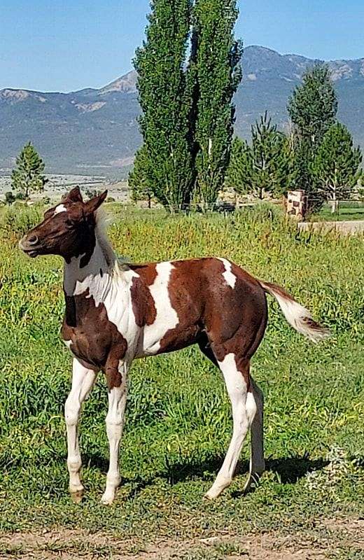 tobiano-stud-colt-paint-horse